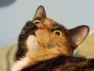 Sasha the cat (Image gallery)